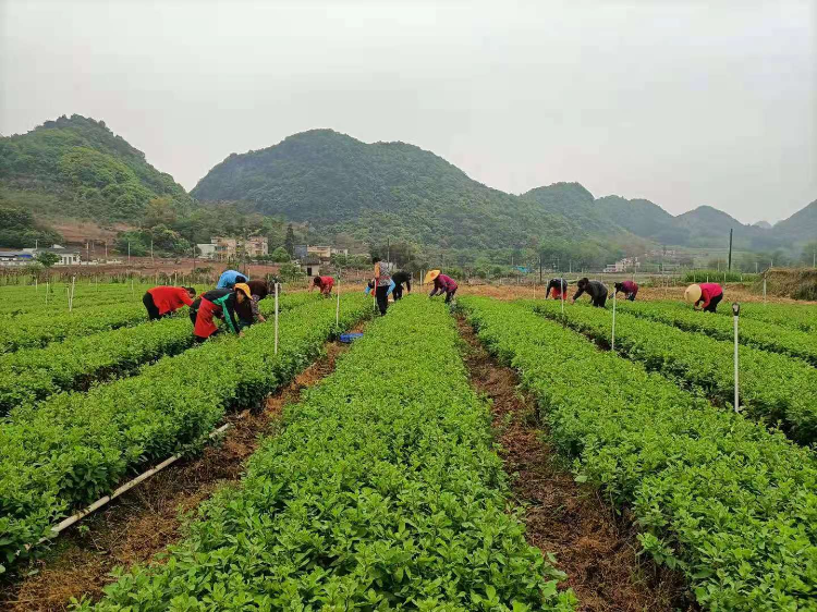 在陽(yáng)山大崀鎮(zhèn)，農(nóng)戶們采摘枸杞。通訊員供圖.jpg